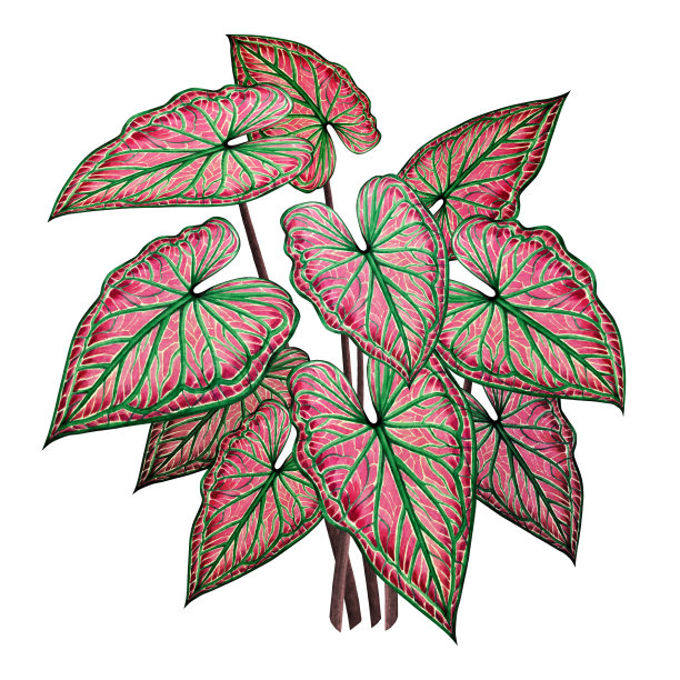 水彩画上大绿叶，棕叶孤立在白色的背景上。水彩象耳叶，插图热带异国树叶为壁纸复古夏威夷风格图案。与剪切路径图片下载