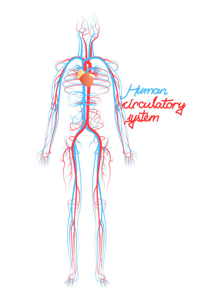 人体血液循环系统概念。血管计划。图片下载