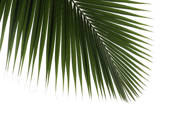棕榈叶孤立在白色背景上图片下载