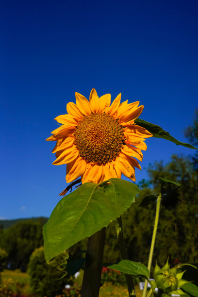 鲜艳的黄色向日葵盛开在田野里图片下载