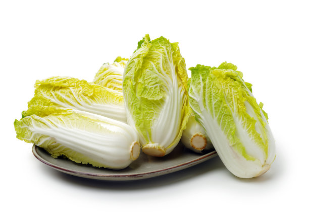 迷你天津小白菜“瓦瓦卡伊”图片下载