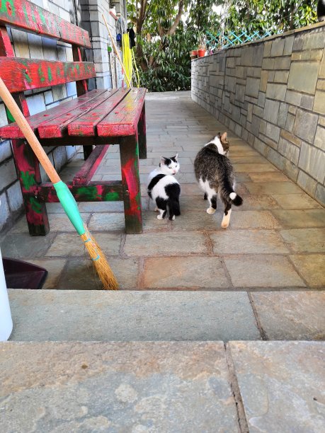 院子里的猫图片下载