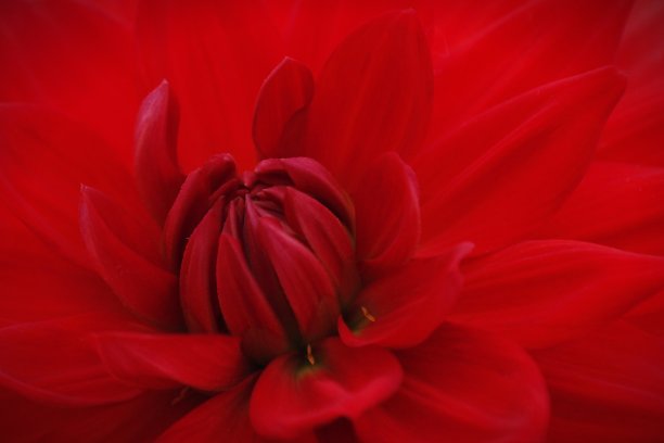 近距离的细节一个深红色的大丽花头的图案和设计变化图片下载