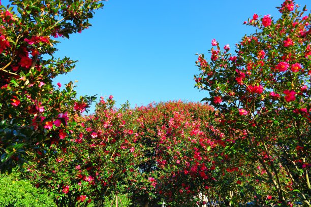 Namwon Town Wimiri，茶花，殖民地，茶花，树，图片下载