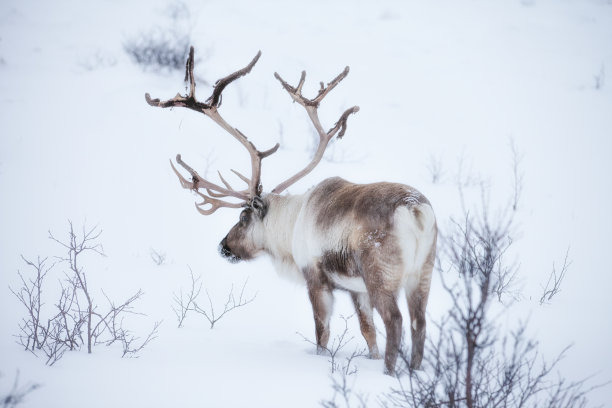 挪威北部苔原上饥饿的驯鹿图片下载