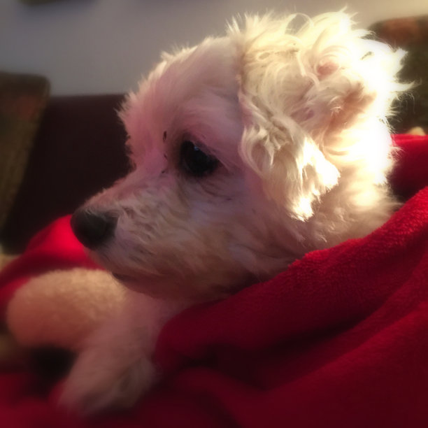 马耳他1图片下载