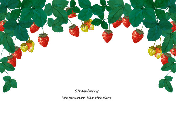草莓的水彩插图图片下载