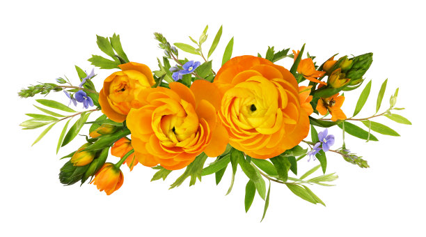 桔黄色的毛茛属和鸟类属的花图片下载