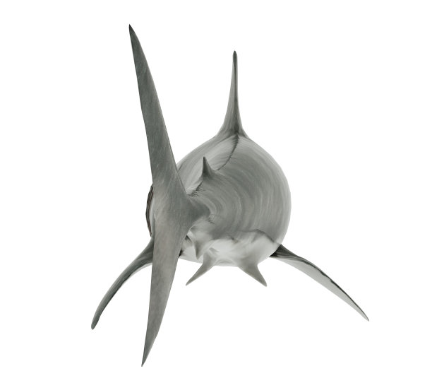 大白鲨被隔离。背锥角图片下载