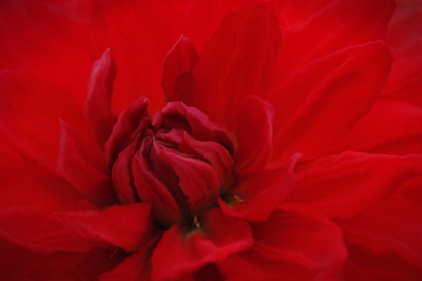 近距离的细节一个深红色的大丽花头的图案和设计变化图片下载