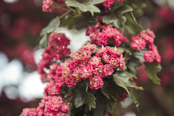 自然背景上的花树图片下载