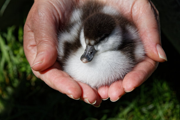 毛茸茸的小鸭子图片下载