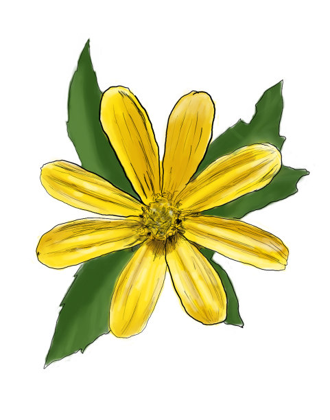 黄色的花图片下载