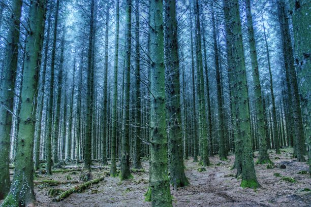 看不见森林的树木景观图片下载