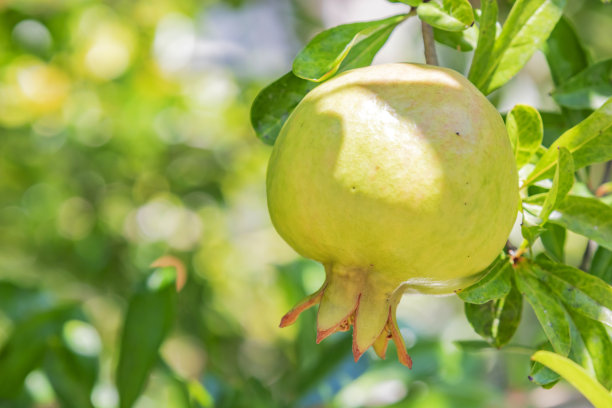 在绿色的自然中，靠近树枝上的石榴。图片下载