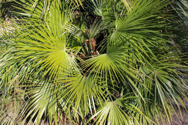 死亡咒语图片下载