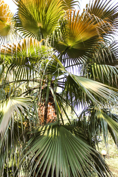 死亡咒语图片下载