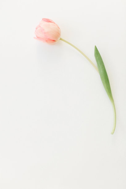 妇女节快乐。一株粉红色的郁金香平放在白色的背景上，留出文字的空间。时尚柔软的春天形象。鲜花贺卡模型。快乐的母亲节。创意最小垂直照片图片下载