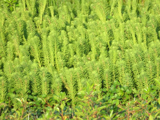 森林中树木的全帧拍摄图片下载