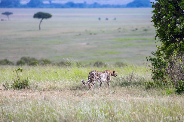 吉普车狩猎马赛马拉公园图片下载