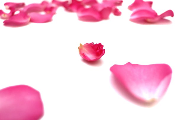 白色背景上的粉色玫瑰花组图图片下载