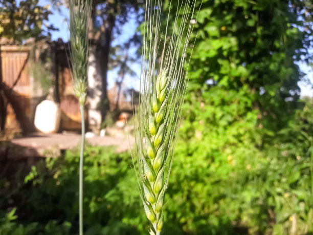 小麦植株图片下载