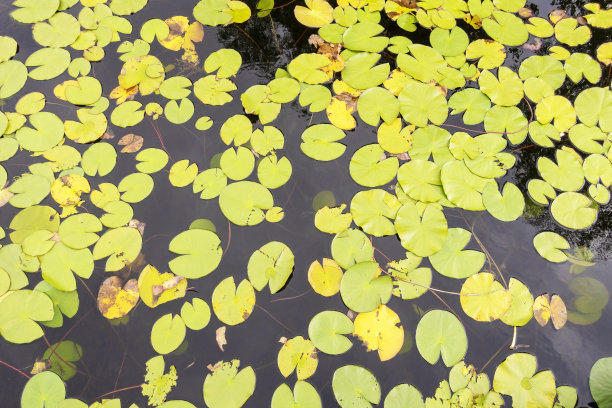 睡莲树叶图片下载