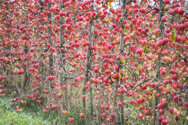 红苹果树花园图片下载