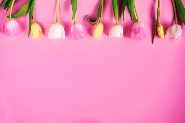 粉红色背景上的黄色郁金香图片下载