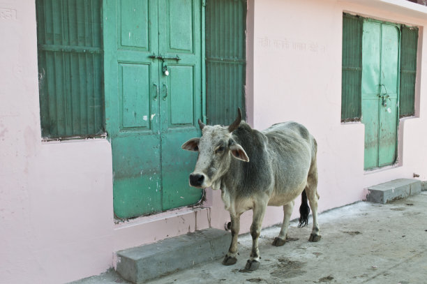 牛在绿色油漆的门前图片下载