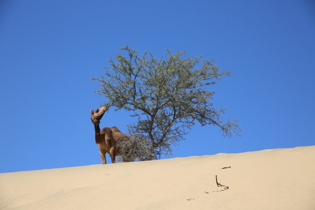骆驼和树图片下载