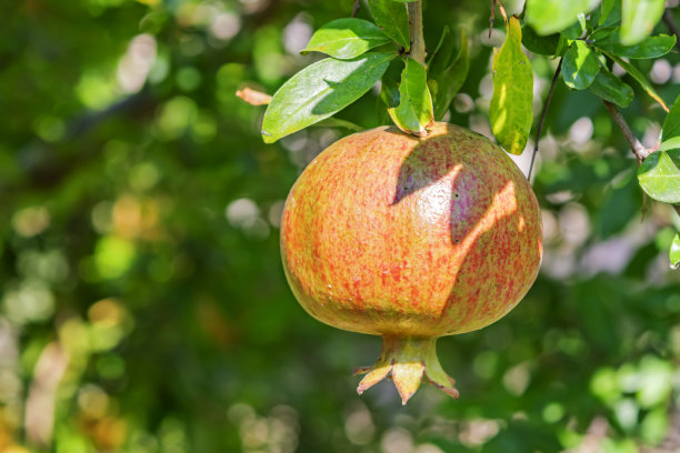 在绿色的自然中，靠近树枝上的石榴。图片下载