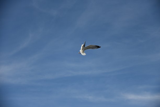 海鸥在飞翔图片下载