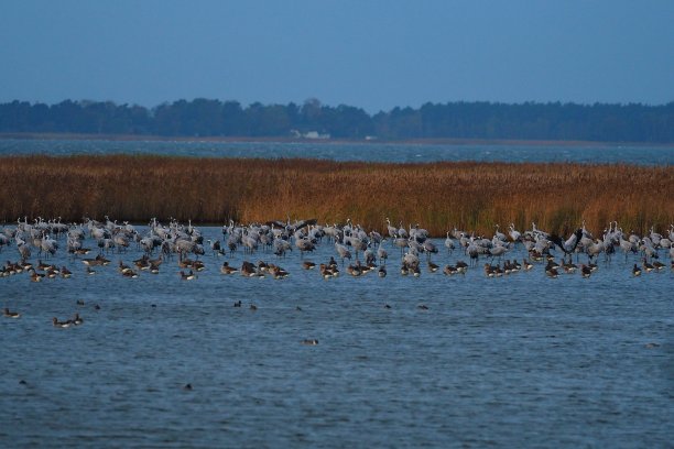 鹤站在水里图片下载