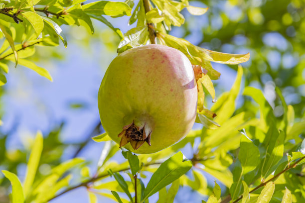 在绿色的自然中，靠近树枝上的石榴。图片下载