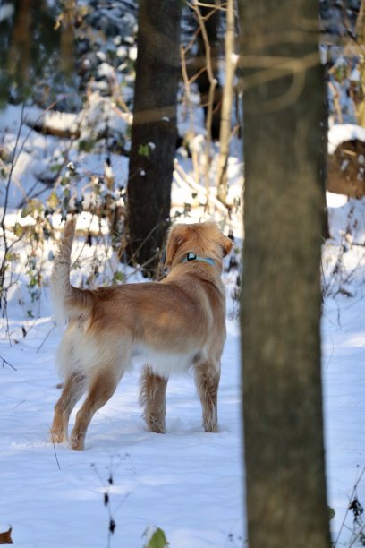圣诞节的王子图片下载