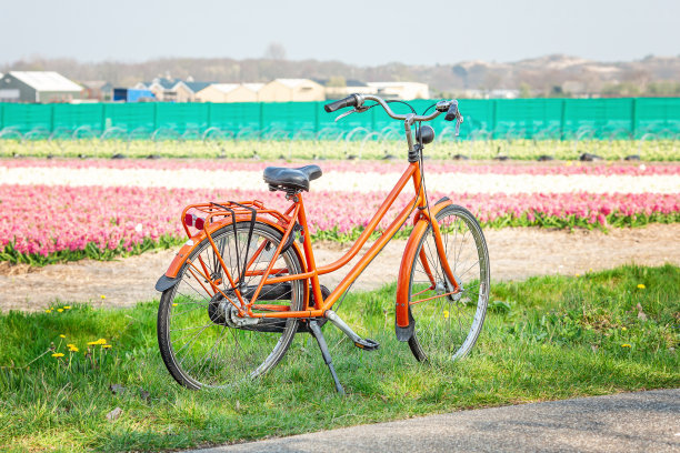 橙色自行车旁边是一片风信子田。荷兰的春天的风景图片下载