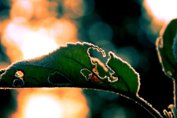 叶近距离图片下载