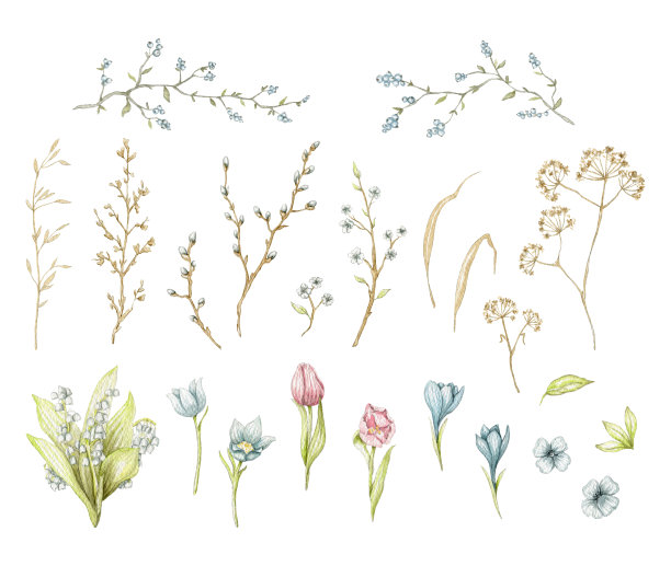 水彩收集与花和树枝图片下载