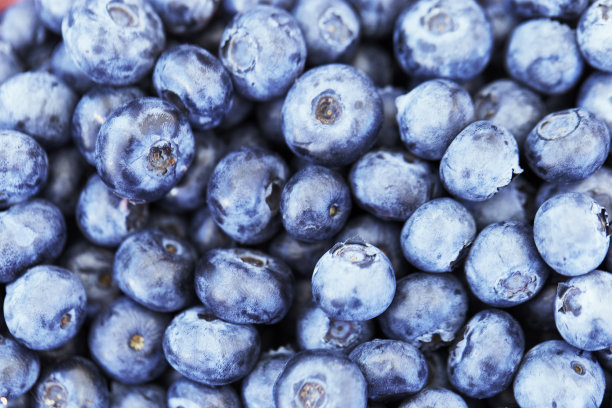 新鲜蓝莓背景。纹理蓝莓浆果图片下载