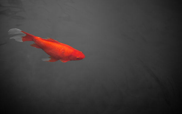 池塘里孤独的红锦鲤图片下载