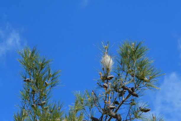 松树在蓝天下的树枝上筑巢图片下载