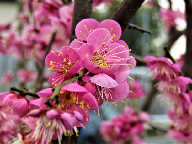 2月。日本。新花。梅的花。特写镜头图片下载