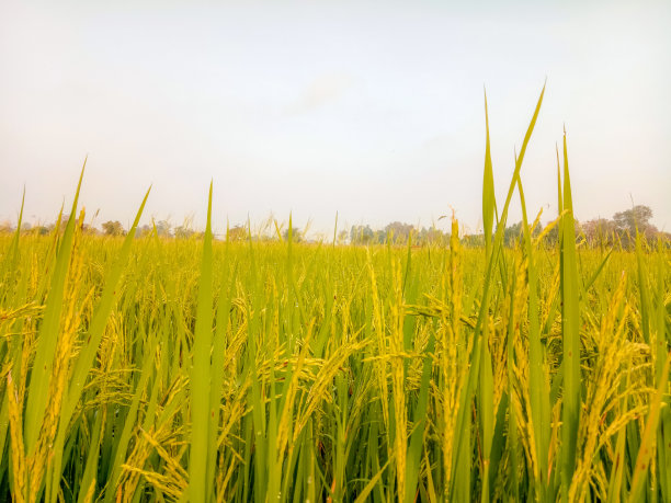 黄绿色稻田和天空的特写。图片下载