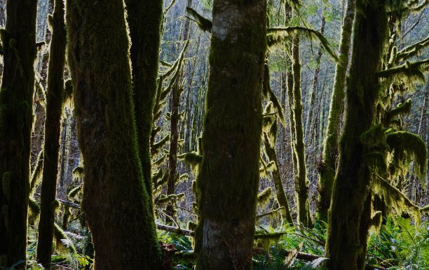 沙河雨林图片下载