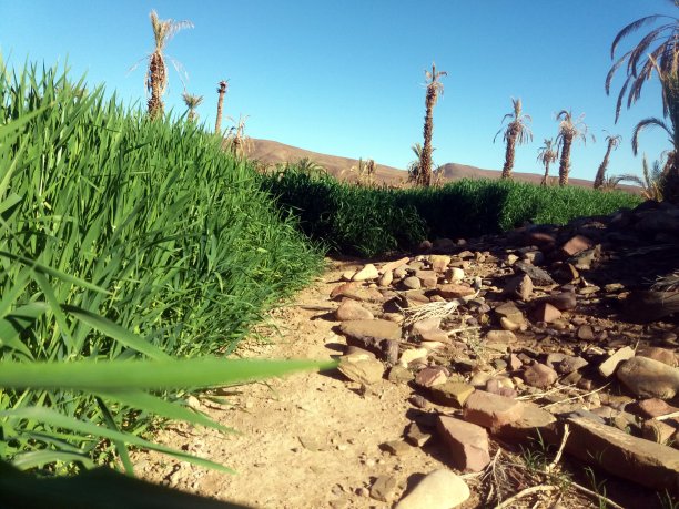 树和天空晴朗图片下载