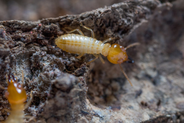 白蚁图片下载