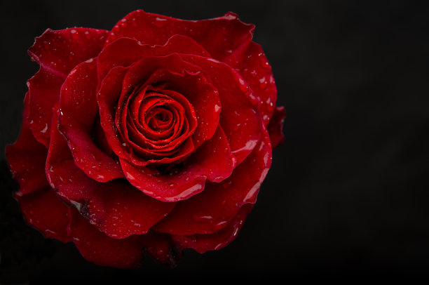 红色玫瑰与水滴特写视图与黑色横幅模板图片下载