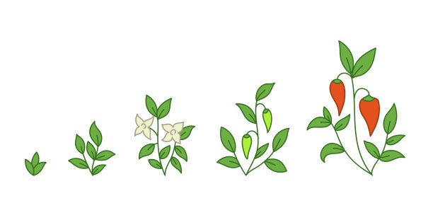 辣椒红辣椒植物。甜椒生长阶段。甜椒。成熟的时期。辣椒的生命周期。矢量插图。图片下载