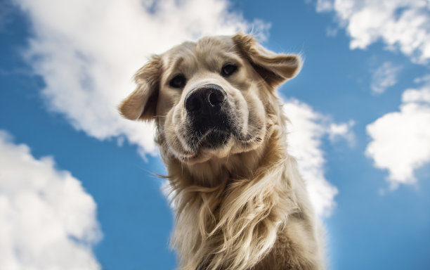 金毛猎犬图片下载